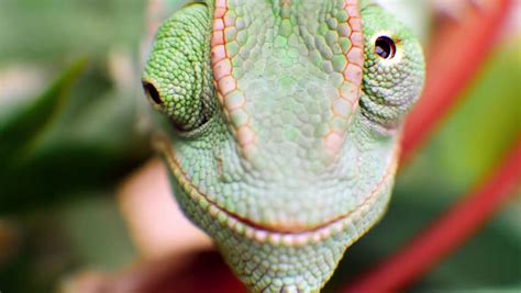 Goodinfo: Chameleon Eye Close Up