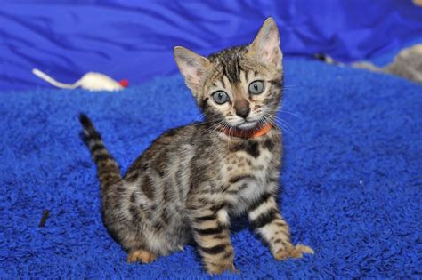Female Bengal kitten | bengal kittens |bengal kittens for sale