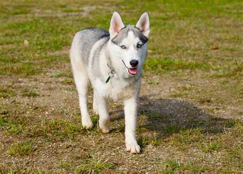 Miniature Husky (A.K.A Mini Husky) - All You Need To Know - Ultimate Home Life