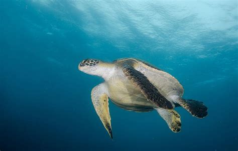 galapagos island santa cruz - Google Search | Animais