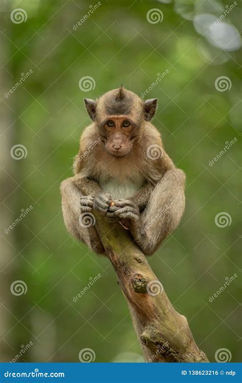 Baby Long-tailed Macaque on Stump Hunching Shoulders Stock Photo ...