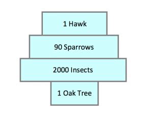 Relationships Between Organisms: Food Chains, Webs, and Pyramids ...