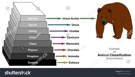 Example of Animal Classification Pyramid infographic diagram showing ...