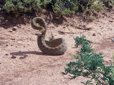 Rattlesnake Rattle: How And Why Does A Rattlesnake Produce Its Rattle?