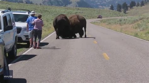 'They will kill you': Tourists warned to move away from bison fight in ...