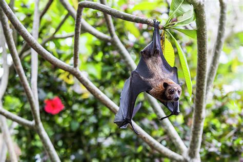 Fruit Bat Hanging From Tree, Bali Photograph by Fat Tony | Fine Art America