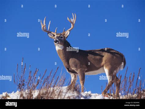 White-tailed Deer (Odocoileus virginianus), buck, Minnesota, USA Stock Photo - Alamy