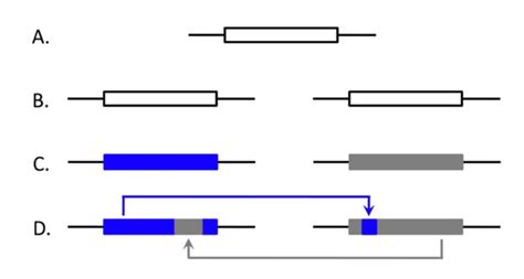 A graphical model of gene duplication and paralog evolution with EGC ...