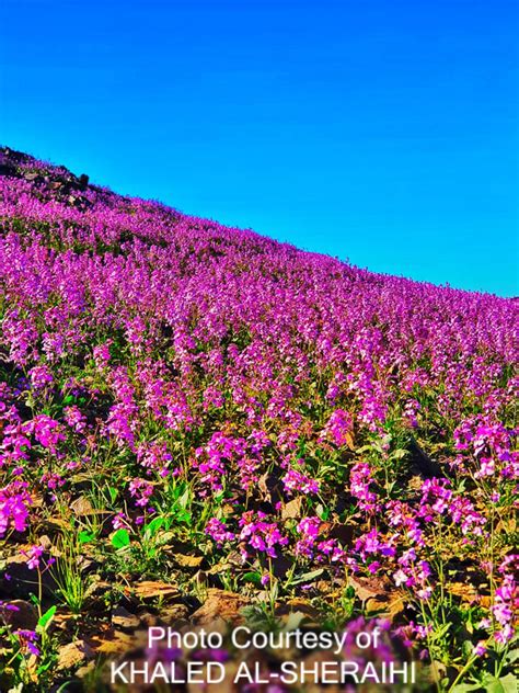 Jeddah Daily Photo: Saudi Arabia Desert Flowers