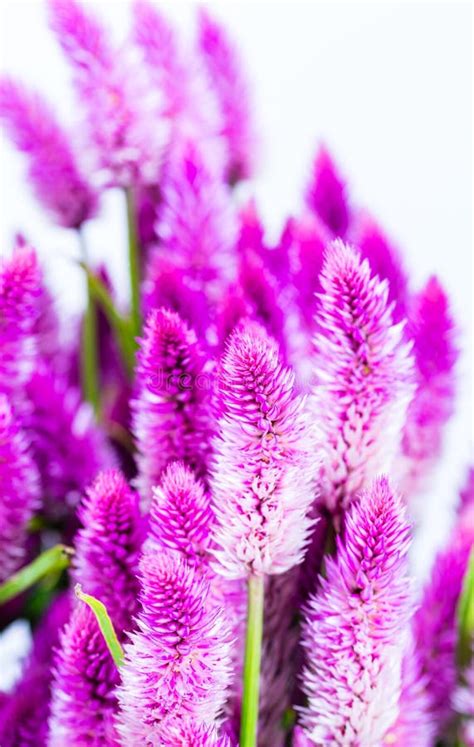 Purple cattail flower stock photo. Image of spikelet - 54786376