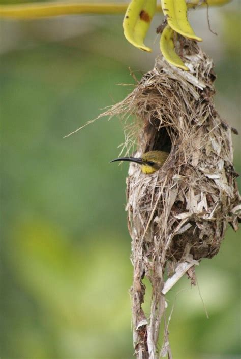 Daintree, Australia... female sunbird in nest. Tropical Rainforest, Countries Of The World ...