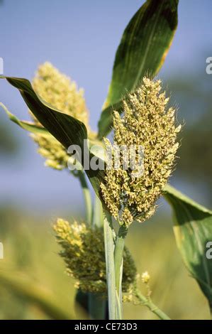 Sorghum plant ; Jowar crop ; Jawar crop in field ; Jawhar crop ; sholapur ; maharashtra ; india ...