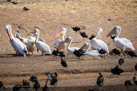 Visiting Safari Ramat Gan - Israel In Photos