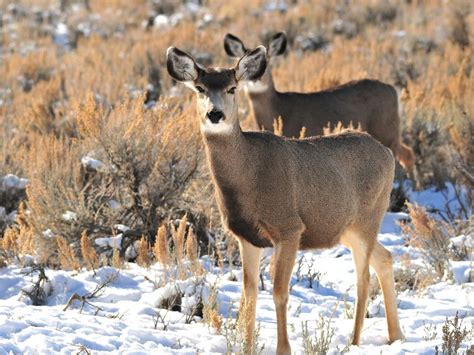 Migrating Mule Deer [IMAGE] | EurekAlert! Science News Releases