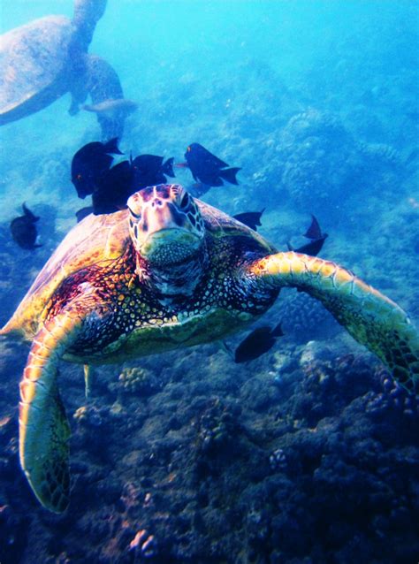 Snorkeling on Oahu: Turtle Canyon | EliteConciergeHawaii