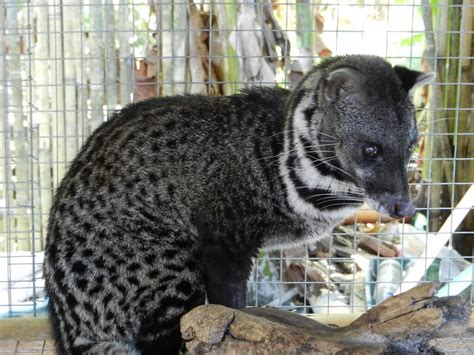 Civet Cat Poop Coffee - World's Most Expensive Coffee