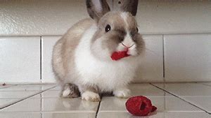 Bunny Eating GIF - Find & Share on GIPHY