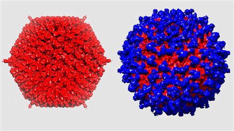 Revolutionary stealth virus holds promise for cancer therapy » LongevityFacts