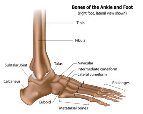 Ankle and Foot Anatomy Basics | CSOG