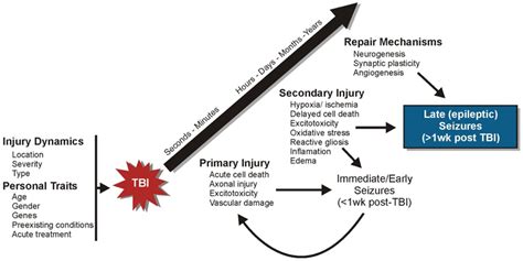 Frontiers | Neural circuit mechanisms of post–traumatic epilepsy | Frontiers in Cellular ...