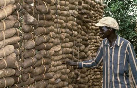 Storing yam in local yam barn | Farmer inspecting yam tubers… | Flickr