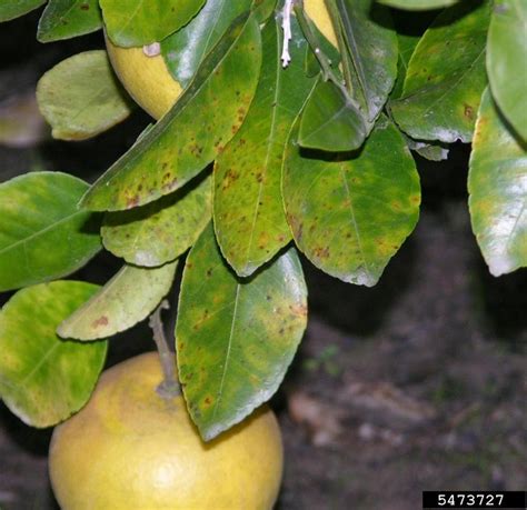 Citrus Diseases | Texas Plant Disease Handbook