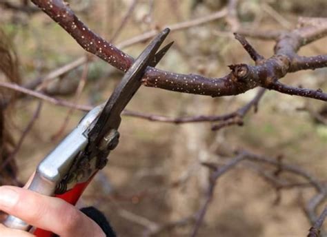 A Beginner's Guide to Pruning Fruit Trees - Organic Authority | Pruning fruit trees, Prune fruit ...