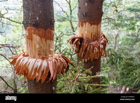 Girdling trees in the forest Stock Photo - Alamy