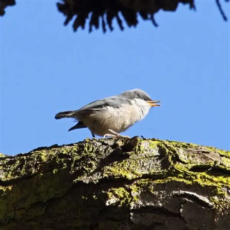 Pygmy nuthatch - Facts, Diet, Habitat & Pictures on Animalia.bio