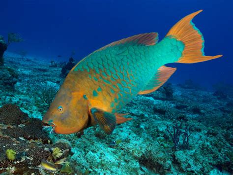 The Nancy Foster Chronicles: Parrotfish: Coral Reef Vegetarians