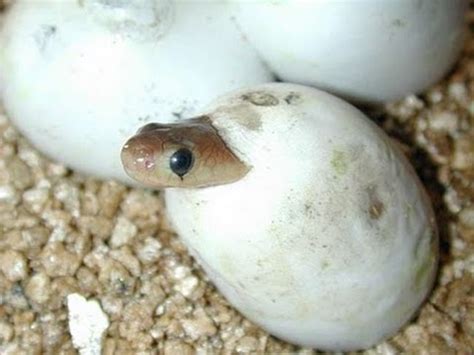 Baby Snakes! Tons of them! SnakeBytesTV - YouTube