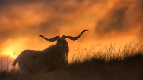 Sheep and Feral Goat hunting