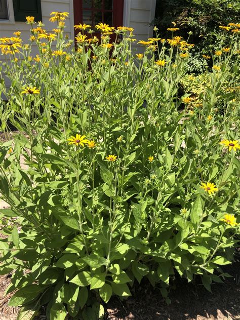 Rudbeckia hirta (Black Eyed Susan, Black-eyed Susan, Gloriosa Daisy) | North Carolina Extension ...