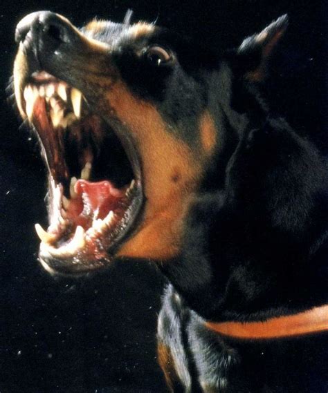 Angry Doberman Pincher | Doberman pinscher dog, Doberman puppy, Doberman pinscher