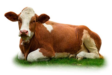 Cow Lying Down Stock Photos, Pictures & Royalty-Free Images - iStock