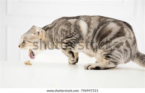 Sick Cat Vomiting Food Stock Photo 746947315 | Shutterstock