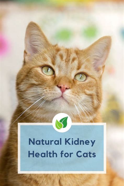 Standard Process Feline Renal System Support | Natural Kidney Health ...