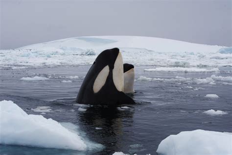 Antarctica Wildlife