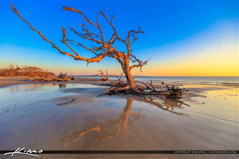 Driftwood at the Beach Before Sunrise | Royal Stock Photo