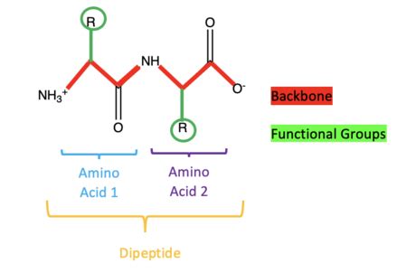 How to Draw a Dipeptide at a Specific pH: 9 Steps (with Pictures)