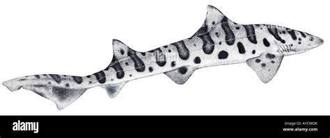 Leopard Shark, Zebra Shark (Triakis semifasciata), drawing Stock Photo - Alamy