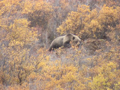 Trophy Grizzly Bear Hunting In Canada | Big Game Hunting Adventures