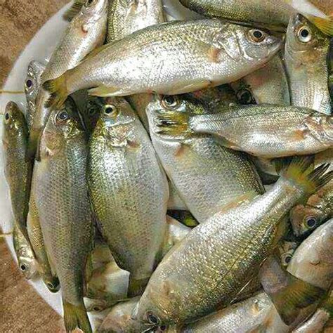 Ayungin/Lokaok (Silver Perch) | Fish, Fish recipes, Fish and seafood