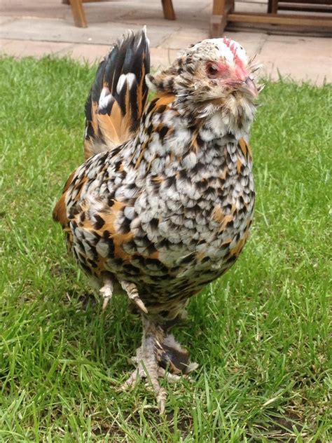 Booted Bantam For Sale | Chickens | Breed Information | Omlet