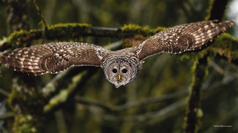 Owl Flying, Barred Owl, HD wallpaper | Peakpx