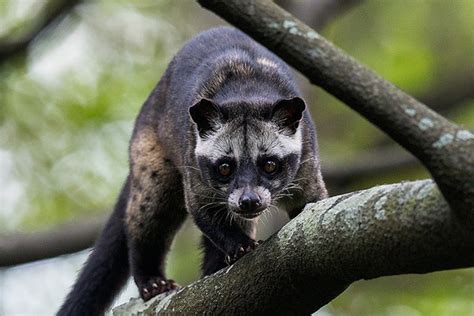 Kedondong Plum: Musang, Peliharaan Lucu nan Eksotis