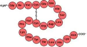 What is a Polypeptide Chain - Definition, Types (Bond) and Examples