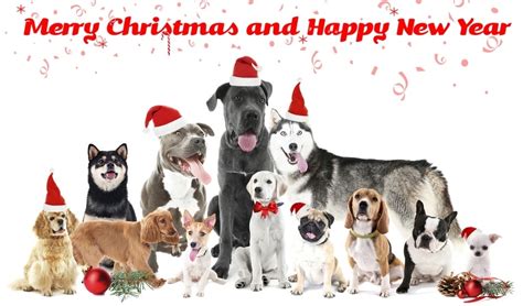 25 Unique Dog Christmas Cards for Animal Lovers (Updated 2023!)