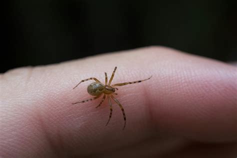 What Spider Bites Look Like—and When to Call the Doctor | RD.ca