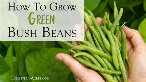 How To Grow Green Bush Beans For A Successful Harvest - Homestead Acres